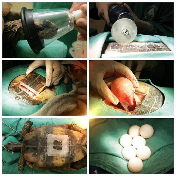 BusterMusk's tweet image. YIKES! RT @OMGFacts: This turtle's eggs were mature but she wasn't pushing them out.