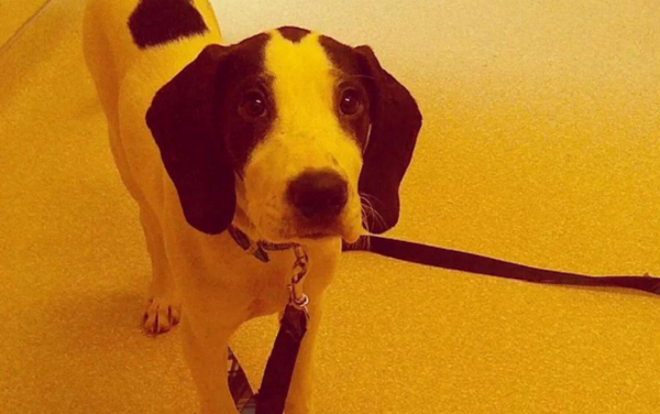 FundAPetMiracle's tweet photo. 6 HOURS LEFT! Si -5 mo hound mix, climbed/fell from furniture, broke femur/tibula, req surgery
http://t.co/yogEHNRUs1 http://t.co/jLAjFJZrjT