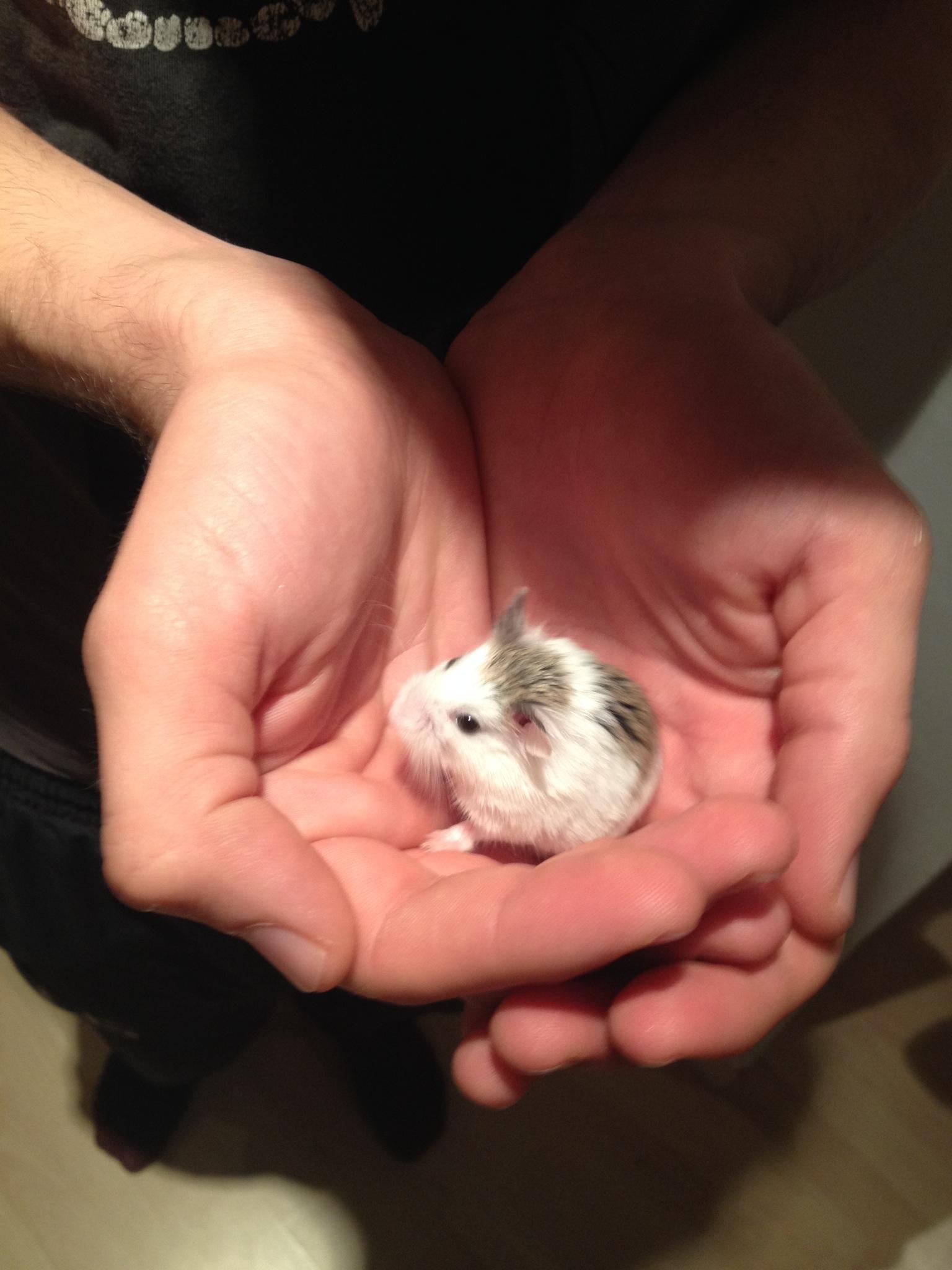 Smallest sales dwarf hamster