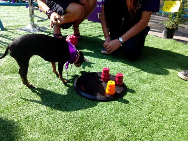 PerrotonEspana's tweet photo. Nuestra querida mascota #nicka esta disfrutando del espacio #playcan @MundoTrixie http://t.co/E0gqgPscqt