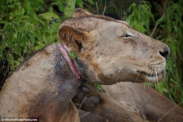 EnterateES's tweet photo. TERRIBLE: Un León Joven Condenada A Morir De Hambre Por La Trampa De Un Cazador Furtivo http://t.co/QEIqafwJ8D http://t.co/fVyzRptc2I