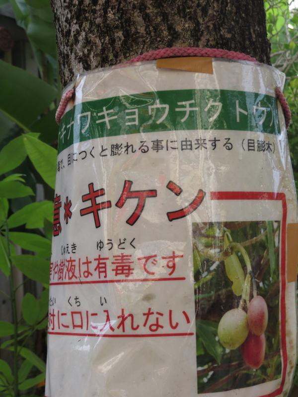 ট ইট র 敬子 オキナワキョウチクトウの実 毒です 注意書きが木に巻きつけてあった 色を見るとおいしそうだよね オキナワ キョウチクトウ Http T Co Mnrlnnjsg7 ট ইট র 敬子 オキナワキョウチクトウの実 毒です 注意書きが木に巻きつけてあった 色を見るとおいしそうだよね オキナワ キョウチクトウ Http T Co Mnrlnnjsg7