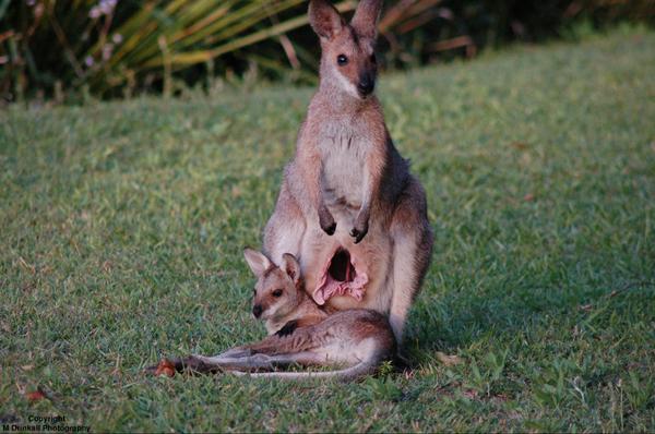 matdrinkall's tweet photo. Not every day you see a joey come out his pouch #wallaby #photography @MoveTheWorld @World_Wildlife @Wildlife_Photo http://t.co/OmxbYROO6l