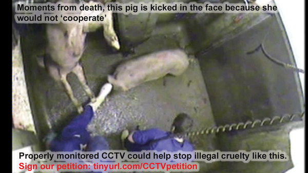 AnimalAid's tweet photo. Will your signature be the one that takes us to 35,000? Please RT. http://t.co/Gdqq3UAeR9
