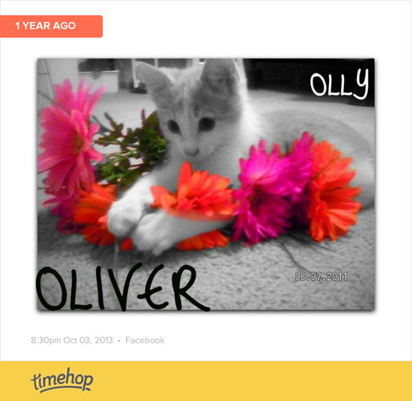 MichaelaMarieWi's tweet photo. When he was cute and lovable. Now he's just mean but I do miss my olly. http://t.co/XwzOz8oYKa http://t.co/NfQNJYFnzS
