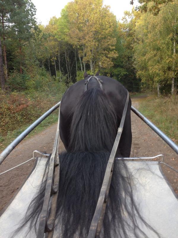 #chelseaboko last jogging before #V75 tomorrow