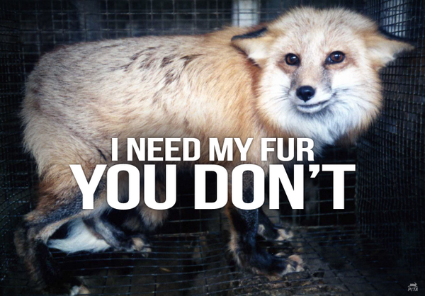 #WTF is <a href="/NylonMag/">NYLON</a> thinking with this PRO-fur campaign? bit.ly/1vFgg8E 

RT if u know FUR IS TORTURE!