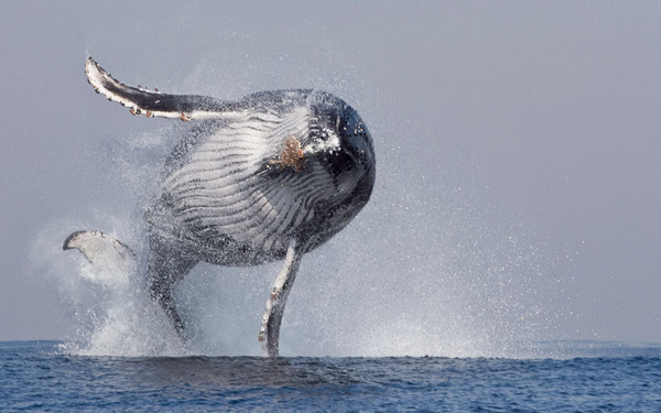 LewisPugh's tweet photo. A humpback whale leaps out the water off Port St. Johns, South Africa. [Pic: Steven Benjamin] http://t.co/rgirRk3j58