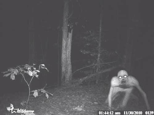 gamecamerapics's tweet photo. *leaves country after seeing this on game camera* http://t.co/xdxUE2297J