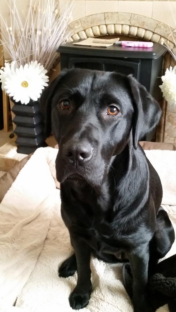 Sbham guide dogs tweet media