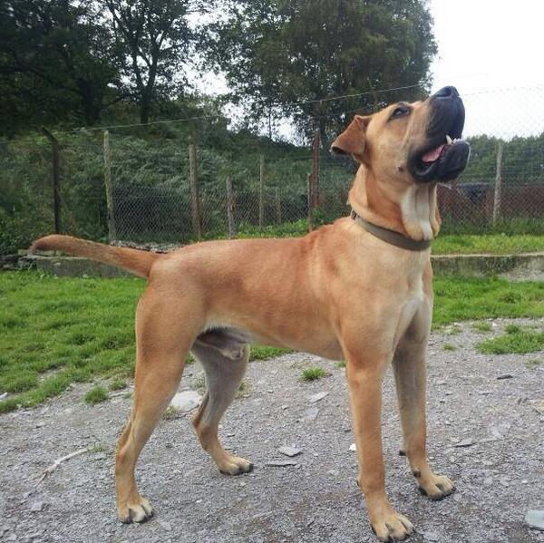 NWDogRescue's tweet photo. Scooby is on his way HOME! With a lovely couple and a new JRT brofur to live by the sea 😄😄Be safe, be happy &amp; 4ever! http://t.co/GFKjWsLNLV