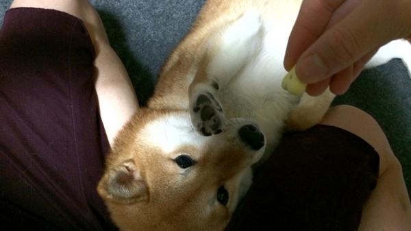 nrbq's tweet photo. はい！ http://t.co/qCSqSI2lum