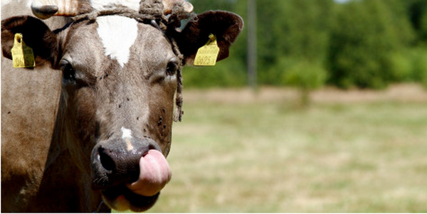 ssieg's tweet photo. American Diet Needs a Break from Meat, Dairy | http://t.co/DpkO6Ns0CQ http://t.co/p7roVsDYxs