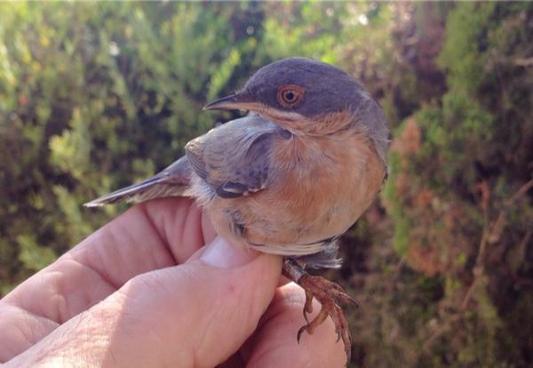 GibraltarBirds's tweet photo. #SubalpineWarbler just #ringed now at #JewsGate #bird #GibHour #Gibraltar #GibHour http://t.co/GCs6c3MPg9