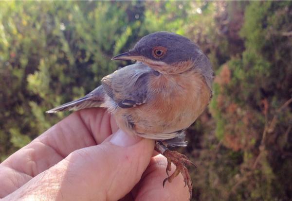 #SubalpineWarbler just #ringed now at #JewsGate #bird #GibHour #Gibraltar #GibHour