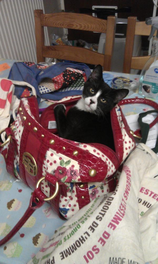 FuzzyPeter's tweet photo. Ah that was me ages ago in a handbag. http://t.co/ODkoeaH9xe