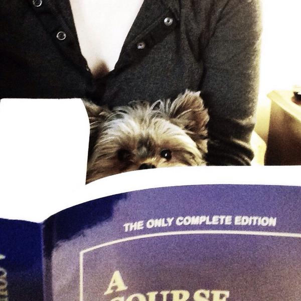 msjaclynsteele's tweet image. Pippin is helping me read #acourseinmiracles. She makes my heart happy. #dogs #thecourse #spirit #yorkies #cuddles