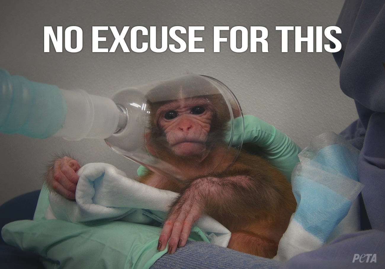 Peta The Nih Has Been Terrorizing Baby Monkeys They Intentionally Made Ill Rt If U Think This Is Sick Wrong Nihchat Http T Co Pakn3oq9wf Twitter