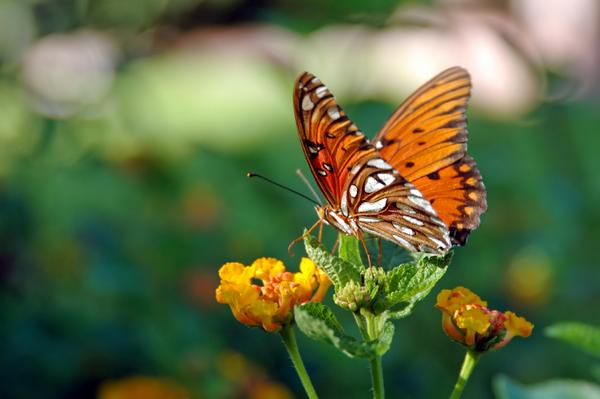 hiltonphoenix's tweet photo. Walk through hundreds of butterflies at the Mariposa Monarch Butterfly Exhibit now - 11/23, just 8 min. from us. http://t.co/aFyAMbISUt