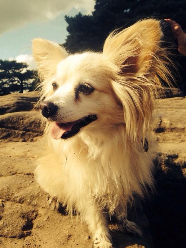 _CowardlyDog's tweet photo. Here's me at The Edge last Sunday not scared at all... http://t.co/Wmk457tiiR