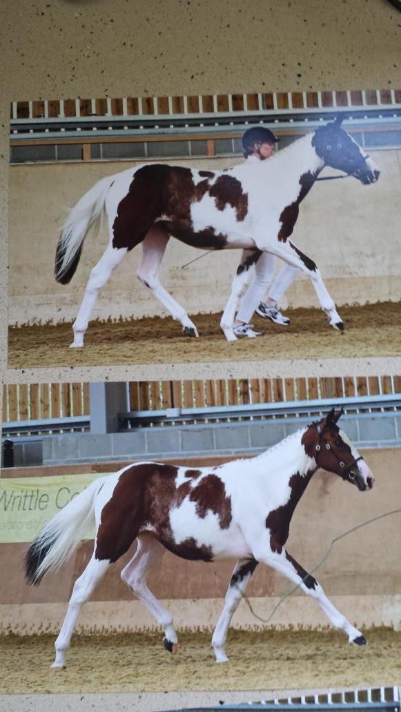 bandwcreative's tweet photo. Love my yearling doing her futurity thing. #prettycow http://t.co/P7UJ4wAYda