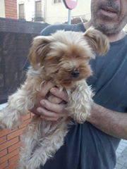 AMPAROSUR's tweet photo. "@AnimalesSevilla: #Sevilla #LaAlgaba #encontrada #perra #yorky #SeBusca a sus dueños ¿Alguien la reconoce? http://t.co/WgqrOLU7fZ"