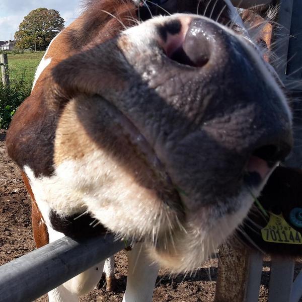 EloiseCampaigns's tweet photo. A lovely hello from this gorgeous Ayreshire #cow today @northneyfarm #cows http://t.co/orjiPKLlyY