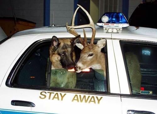 NaughtyDen's tweet photo. @Soprano_McNulty @UKPoliceForce @trigger0608 @mayhemsoutheast @pedsboss @nigelsquair 

My Gnasher Got Caught Doggin😱 http://t.co/jZj6l7QT08