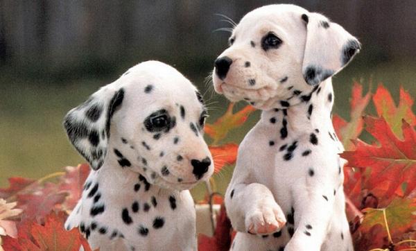 Everyone, meet Pongo and Perdita. (Yes, I'm aware I'm not original.)