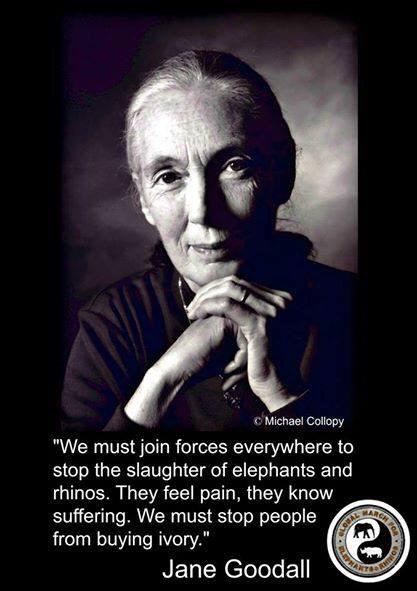 TheRedXProject1's tweet photo. @EleRhinoMarch
Dr Jane Goodall! Thank you for your support! #GMFER http://t.co/3WHMhLX0jU