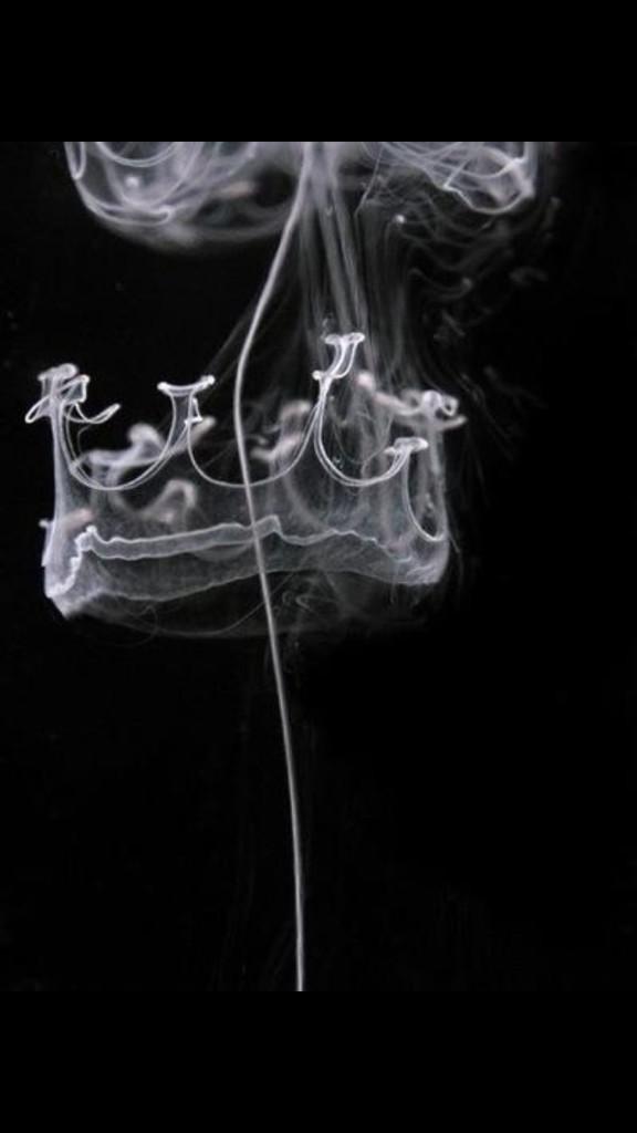 CollectionELA's tweet photo. Wear your crown, king. http://t.co/qs5xy7Tukq