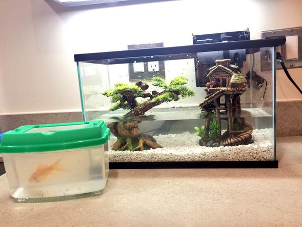 iamjenntn's tweet photo. Surprise gift. @aarcher got our @russellthefish a new home! 😛🐠🌴 #tankdecor #whysoasian http://t.co/MsX4CyW1fd
