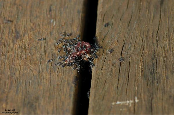 MDphotography4's tweet photo. ants feeding on a slice of steak #photography @Earth_Pics @NWF http://t.co/YtI5UZhxLo