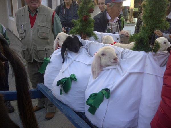 ComuneCogne's tweet photo. #Dev2014 Una tenera sorpresa...Gli agnellini di Enrico Cavagnet http://t.co/o6jco4OWR8