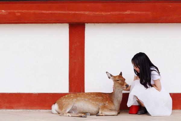 deer in Nara