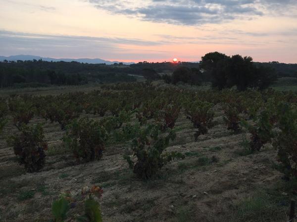 archepages's tweet photo. Surt el sol a la vila del vi. Últim dia. #carinyenas #ulldeserp @DOEmporda @EmpordaWine @costabrava @AspresEmporda http://t.co/bSqJsS1Jzl