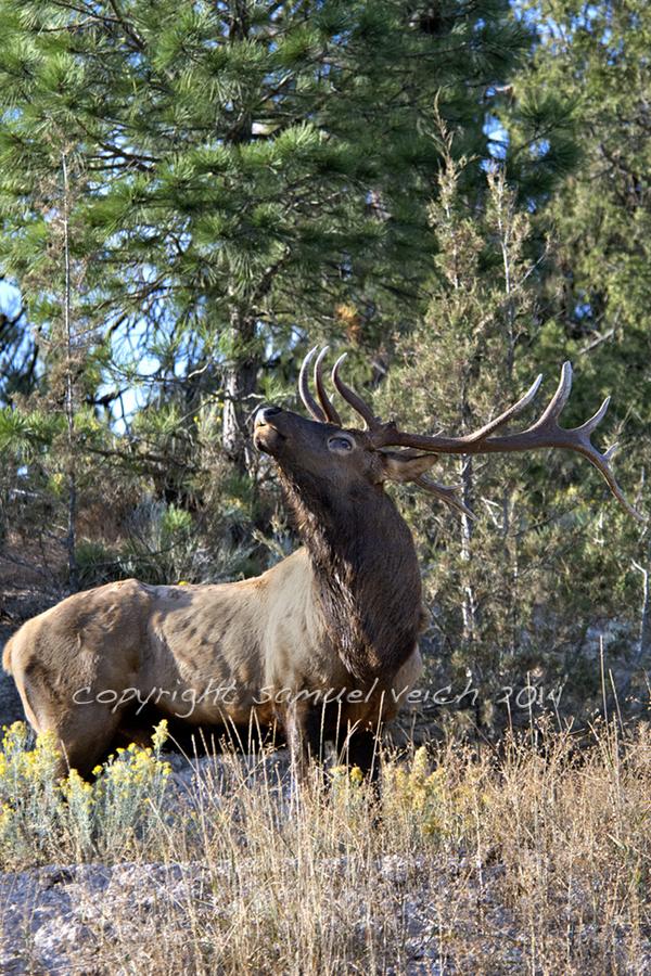 WildReflections's tweet image. Herd #bull #bugling. #Elk #wildlife #BullElk #MontanaMoment