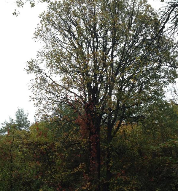 SOAMediaAddicts's tweet photo. Good Morning Sudbury! Gorgeous trees- not so nice sky. I sure once @Theorossi @KimFCoates arrive it will #SONSShine http://t.co/fCQvKAXB2Q