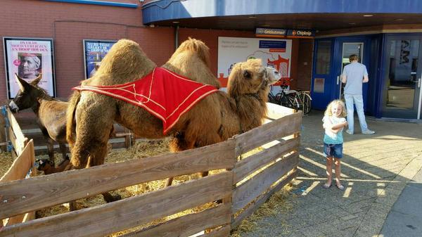 Cool. Er staat een kameel bij het Makado in Alblasserdam.