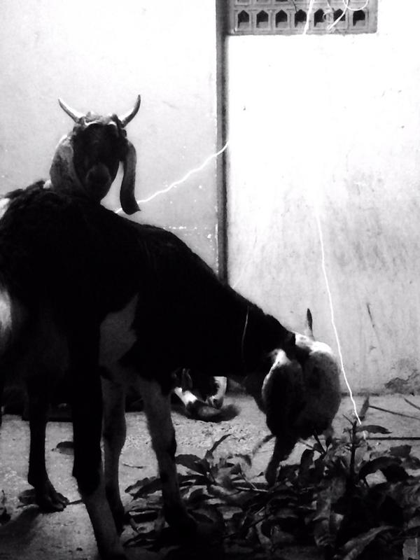 Ego kills! Aur karo "main main"!