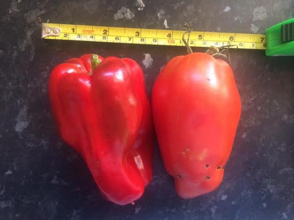 "<a href="/28MartaJones/">marta jones</a>: <a href="/Veg_Edible/">#GrowYourOwn ♥</a> #growyourown <a href="/GYOmag/">Grow Your Own</a> <a href="/The_RHS/">The RHS</a> Heritage tomato 'Harry's Italian Plum' almost 300g each