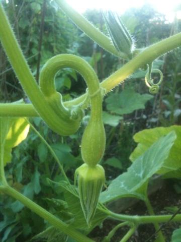 Last of the tromboncinos!