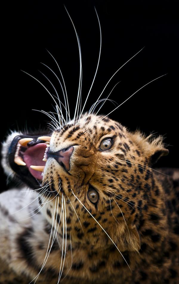 500px tweet picture