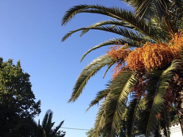 LaCarmelaRooms's tweet photo. Veroño en la carmela rooms #endlessumer #lacarmelarooms #elpalmar #Andalucía http://t.co/FcohZ2jzBq