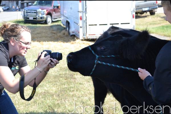 kimraybaldwin's tweet photo. Show steer photo shoot! Thanks @JacobDoerksen01 for sharing! Great pic! #agchat #kjls http://t.co/pGWEsOR4Xy