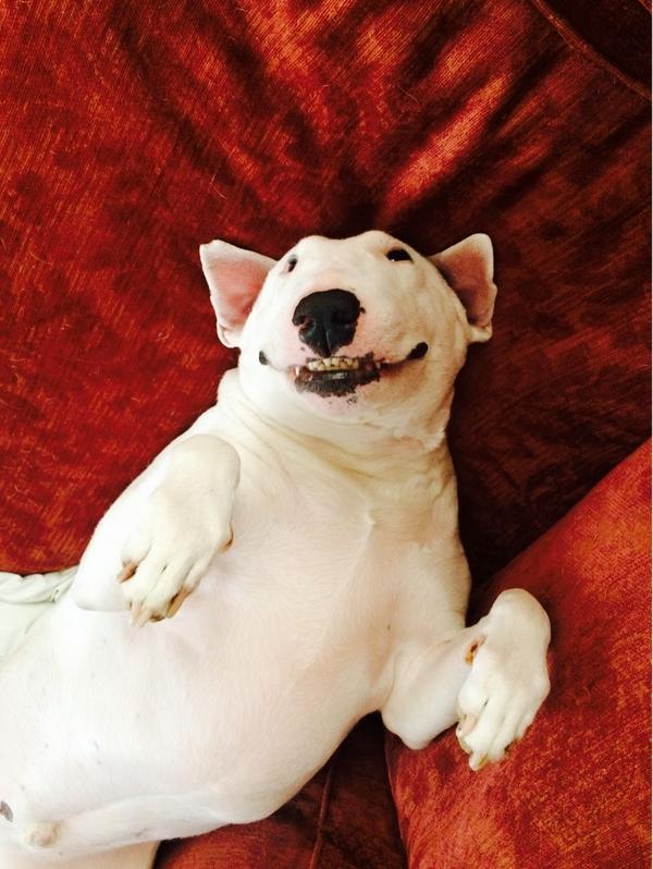 LittleJoyBox's tweet image. Tazzy mo you crack me up @Aarongriffiths @NiniMou1