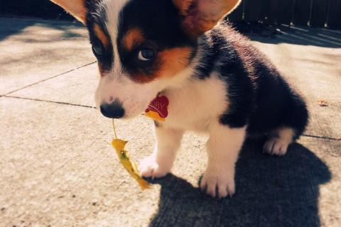 Hey.<a href="/VTSandsman/">Timothy D Sands</a>!! Wouldn't it be sweet to cuddle a furry friend if you're having a ruff day? Check us out #startup