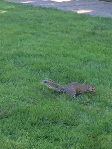 L_Squirrels's tweet photo. Wild 'n out http://t.co/pp2EeW6sQk