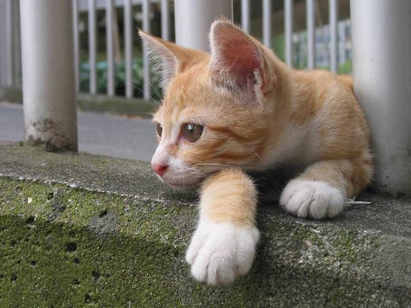 TroiaRun's tweet photo. waiting to see if the coast is clear .. before it continues its criminal activity !!! http://t.co/2g7k0TOXYG  ☼ http://t.co/BdBdvNQYL2