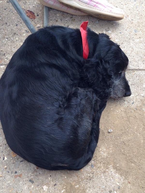 paddingrequired's tweet image. She’s not the only one:-)RT @SarahAdams85: Mitzi’s extremely tired after today’s events #CamtoCoast @paddingrequired